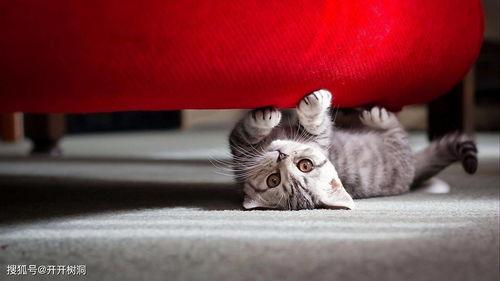 娱乐吃瓜酱收了你的猫粮,宠物界的“网红”效应